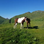 Chevaux devant Puy Mary